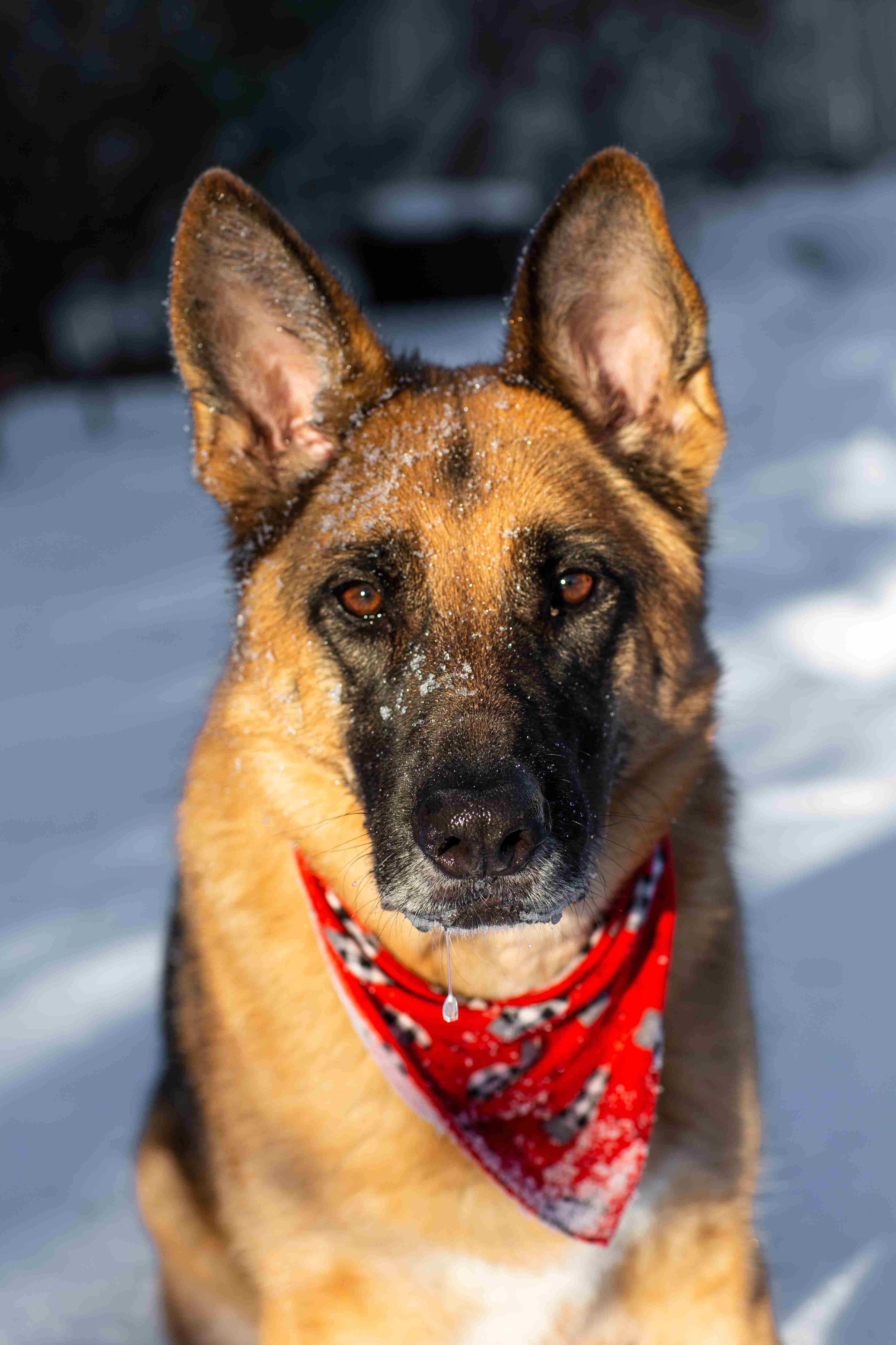 What kind of grooming does a German Shepherd puppy need during the first two weeks?